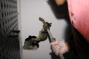 Bolu’da havalandırma boşluğuna düşen kedi duvar kırılarak kurtarıldı