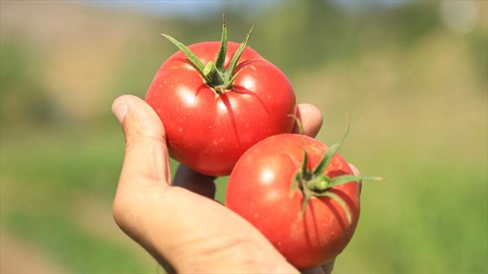 Bir avuç ata tohumuyla asırlık domates ‘Guldar’ı yeniden yeşertti