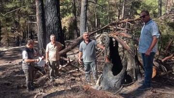 Muğla’da yanan ormanların yeniden canlanmaya başlaması arıcıları umutlandırdı